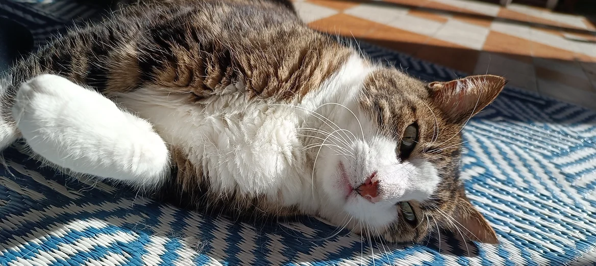 Chat